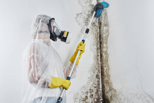 Best Mold Remediation for Healthcare Facilities  in USA